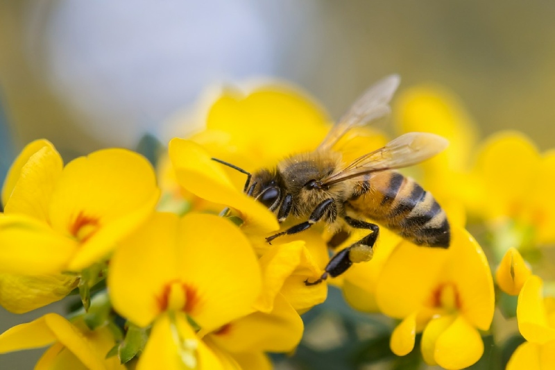 pszczoła na żółtym kwiatku