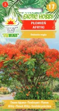 Płomień Afryki - Płonące drzewo