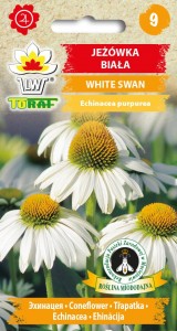 Jeżówka White Swan - biała