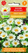 Złocień Crazy Daisy-produkt
