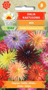 Dalia kaktusowa mix