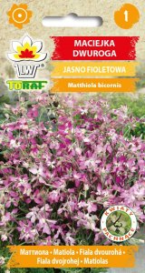 Maciejka dwuroga - jasno fioletowa