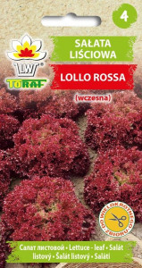 Sałata liściowa Lollo Rossa (wczesna)