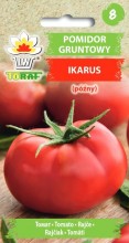 Pomidor gruntowy Ikarus (późny)