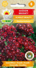 Goździk brodaty Scarlet Beauty