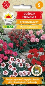 Goździk pierzasty - Spring Beauty
