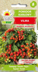 Pomidor karłowy VILMA (średnio wczesny)