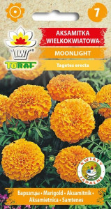Aksamitka wielkokwiatowa MOONLIGHT pomarańczowa